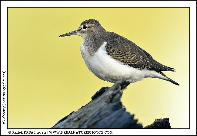 Pis�k obecn� | Common Sandpiper | Flussuferl�ufer | Actitis hypoleucos