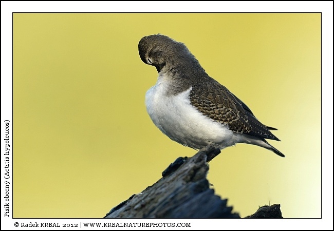 Pis�k obecn� | Common Sandpiper | Flussuferl�ufer | Actitis hypoleucos