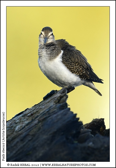 Pis�k obecn� | Common Sandpiper | Flussuferl�ufer | Actitis hypoleucos