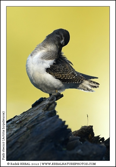 Pis�k obecn� | Common Sandpiper | Flussuferl�ufer | Actitis hypoleucos