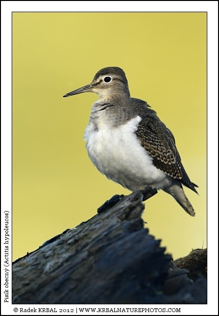 Pis�k obecn� | Common Sandpiper | Flussuferl�ufer | Actitis hypoleucos