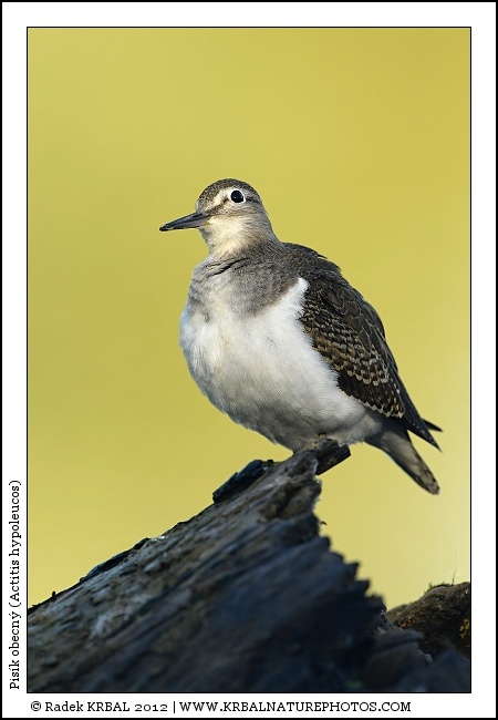 Pis�k obecn� | Common Sandpiper | Flussuferl�ufer | Actitis hypoleucos