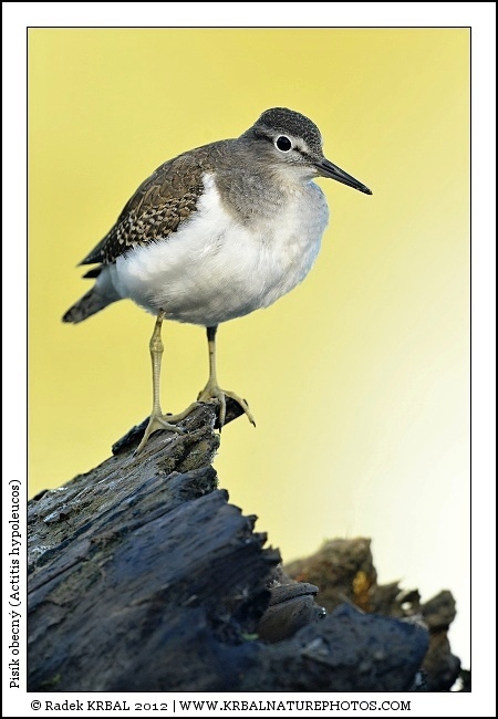 Pis�k obecn� | Common Sandpiper | Flussuferl�ufer | Actitis hypoleucos