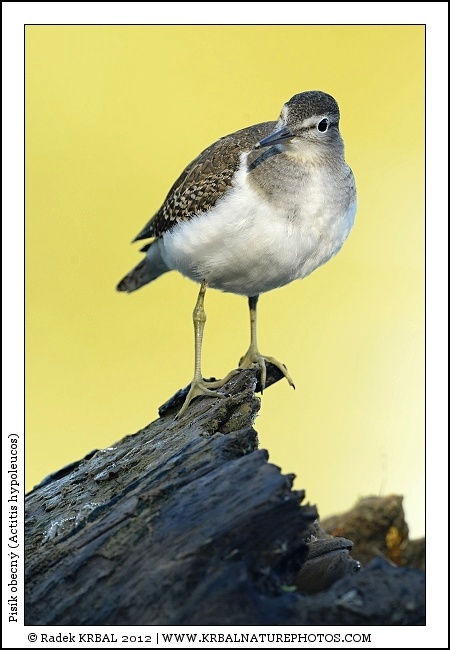 Pis�k obecn� | Common Sandpiper | Flussuferl�ufer | Actitis hypoleucos