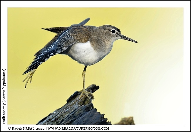 Pis�k obecn� | Common Sandpiper | Flussuferl�ufer | Actitis hypoleucos