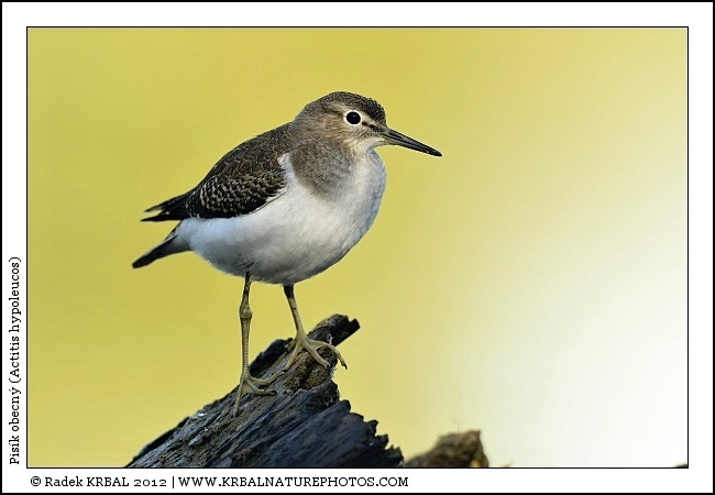Pis�k obecn� | Common Sandpiper | Flussuferl�ufer | Actitis hypoleucos