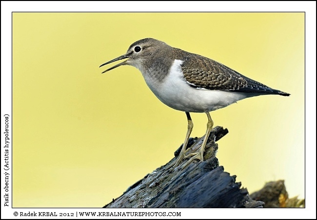 Pis�k obecn� | Common Sandpiper | Flussuferl�ufer | Actitis hypoleucos