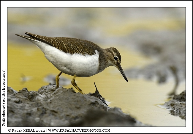 Pis�k obecn� | Common Sandpiper | Flussuferl�ufer | Actitis hypoleucos