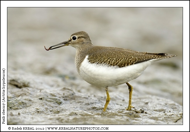 Pis�k obecn� | Common Sandpiper | Flussuferl�ufer | Actitis hypoleucos
