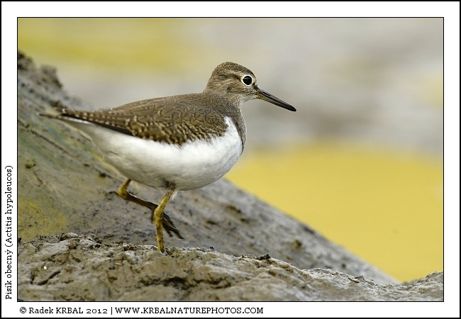 Pis�k obecn� | Common Sandpiper | Flussuferl�ufer | Actitis hypoleucos
