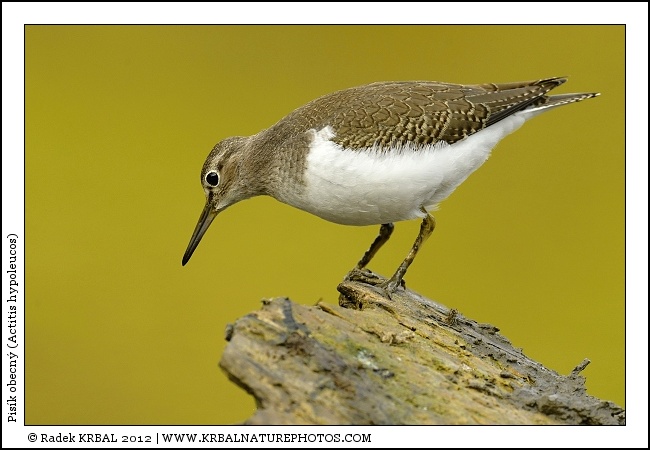 Pis�k obecn� | Common Sandpiper | Flussuferl�ufer | Actitis hypoleucos