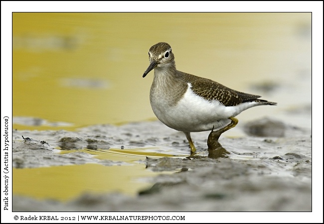Pis�k obecn� | Common Sandpiper | Flussuferl�ufer | Actitis hypoleucos