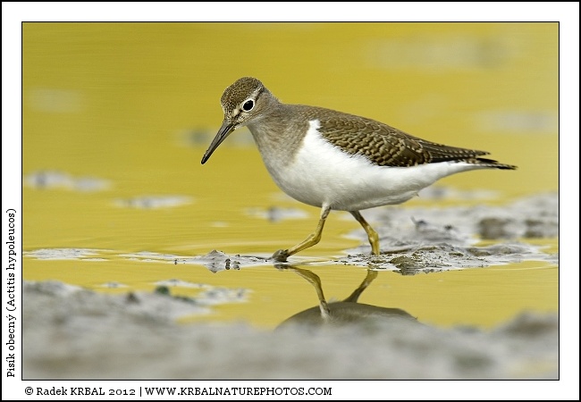 Pis�k obecn� | Common Sandpiper | Flussuferl�ufer | Actitis hypoleucos