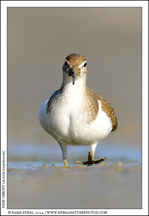 Pis�k obecn� | Common Sandpiper | Flussuferl�ufer | Actitis hypoleucos