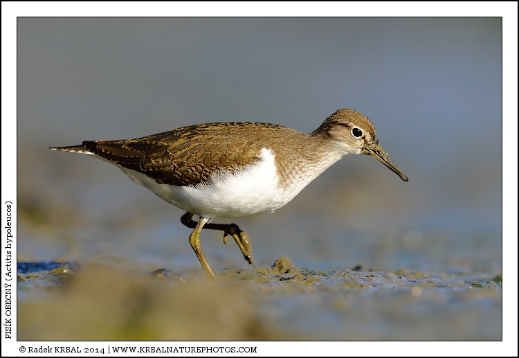 Pis�k obecn� | Common Sandpiper | Flussuferl�ufer | Actitis hypoleucos