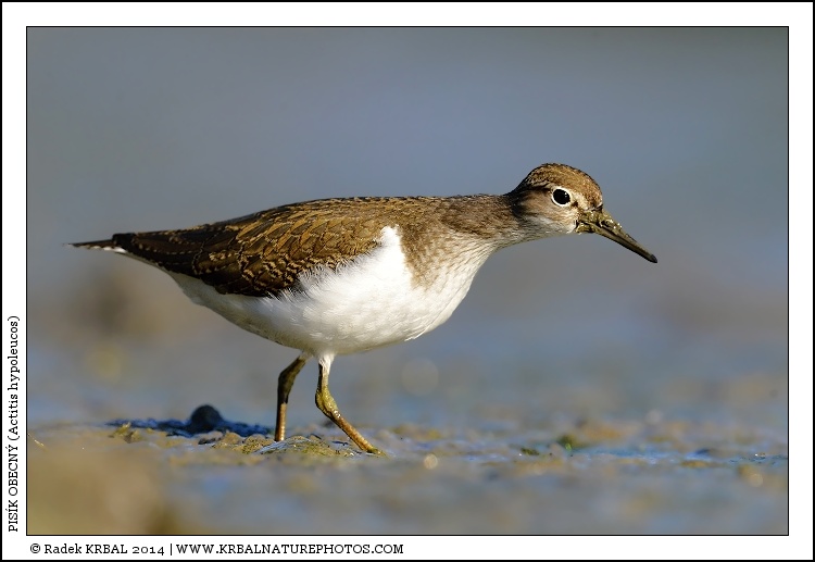 Pis�k obecn� | Common Sandpiper | Flussuferl�ufer | Actitis hypoleucos
