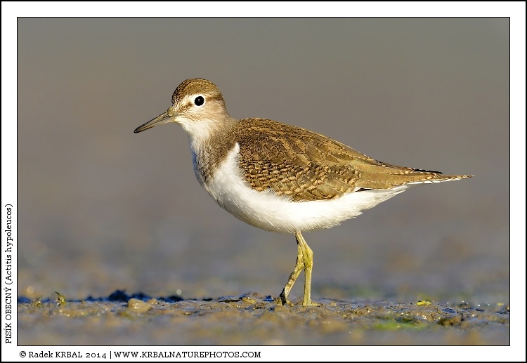 Pis�k obecn� | Common Sandpiper | Flussuferl�ufer | Actitis hypoleucos