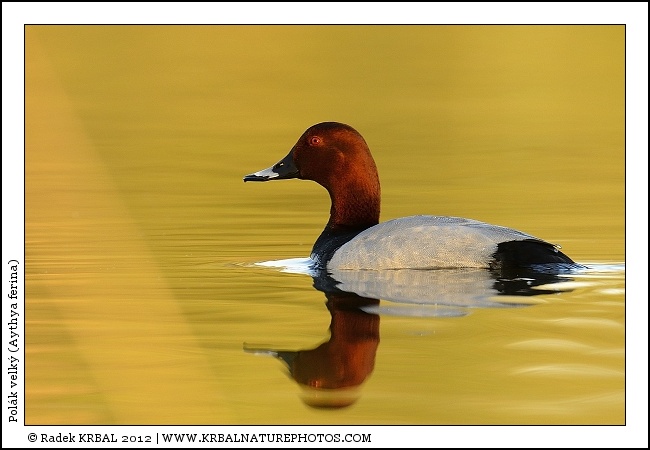 Pol�k velk� | Common Pochard | Tafelente | Aythya ferina
