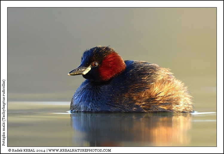 Pot�pka mal� | Little Grebe | Zwergtaucher | Tachybaptus ruficollis