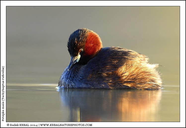 Pot�pka mal� | Little Grebe | Zwergtaucher | Tachybaptus ruficollis