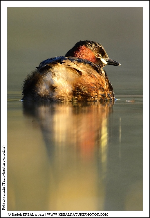 Pot�pka mal� | Little Grebe | Zwergtaucher | Tachybaptus ruficollis