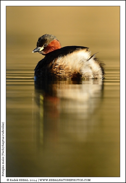 Pot�pka mal� | Little Grebe | Zwergtaucher | Tachybaptus ruficollis