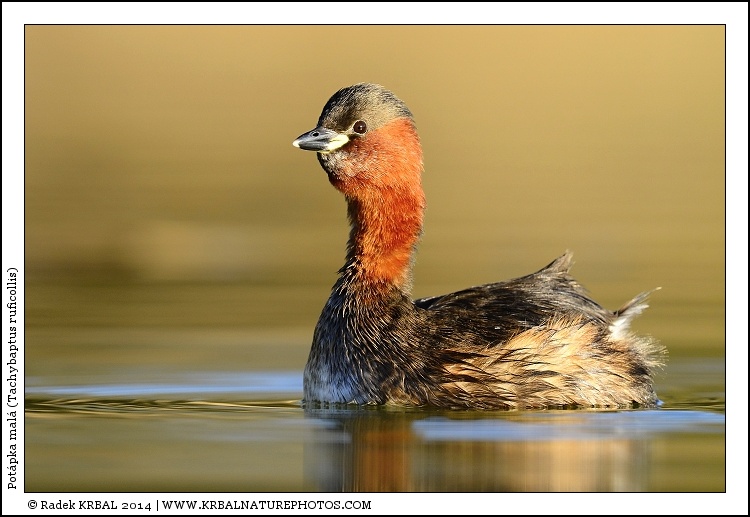 Pot�pka mal� | Little Grebe | Zwergtaucher | Tachybaptus ruficollis