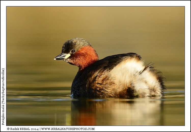 Pot�pka mal� | Little Grebe | Zwergtaucher | Tachybaptus ruficollis
