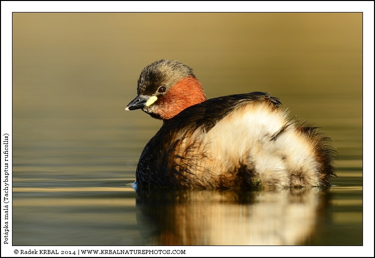 Pot�pka mal� | Little Grebe | Zwergtaucher | Tachybaptus ruficollis