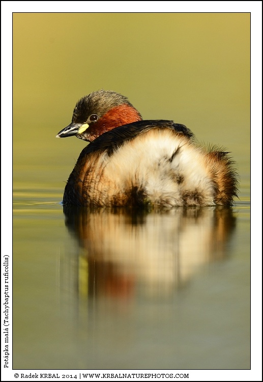 Pot�pka mal� | Little Grebe | Zwergtaucher | Tachybaptus ruficollis
