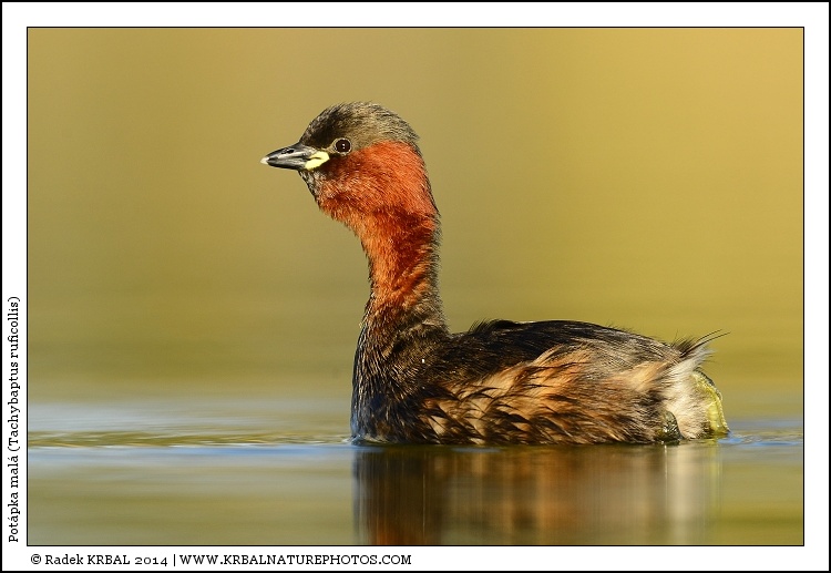 Pot�pka mal� | Little Grebe | Zwergtaucher | Tachybaptus ruficollis