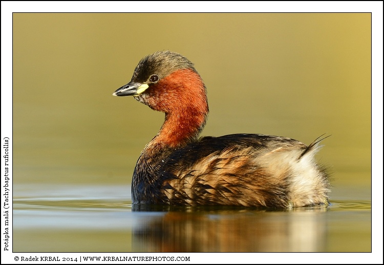 Pot�pka mal� | Little Grebe | Zwergtaucher | Tachybaptus ruficollis