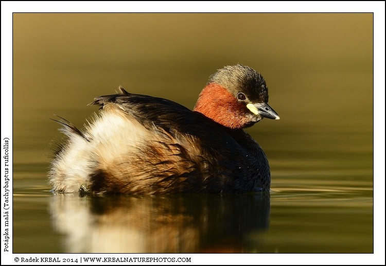 Pot�pka mal� | Little Grebe | Zwergtaucher | Tachybaptus ruficollis