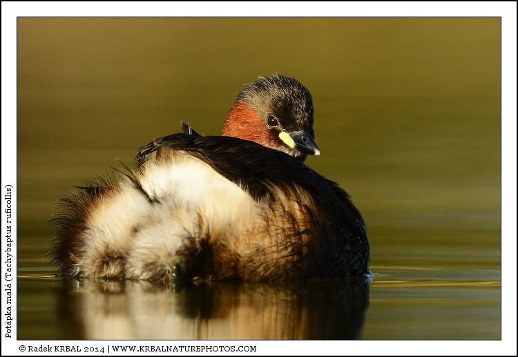 Pot�pka mal� | Little Grebe | Zwergtaucher | Tachybaptus ruficollis