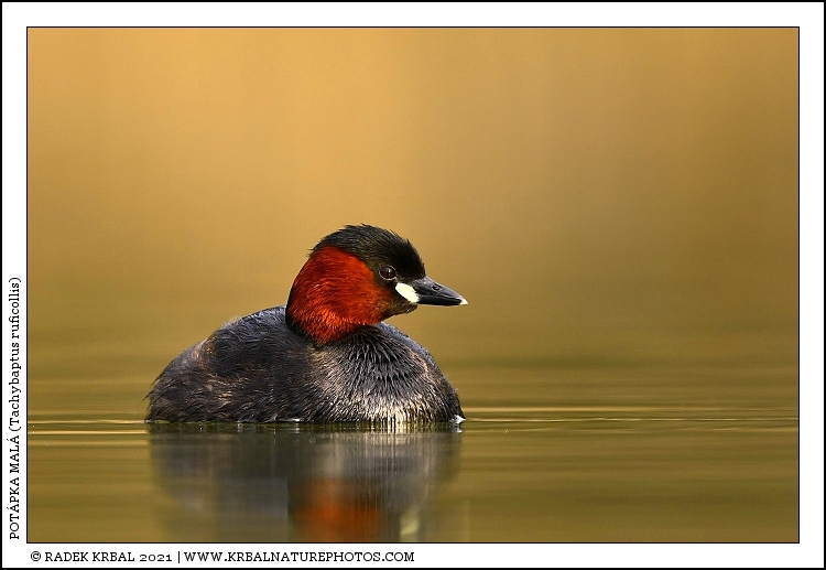 Pot�pka mal� | Little Grebe | Zwergtaucher | Tachybaptus ruficollis