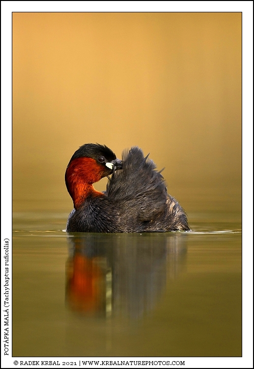 Pot�pka mal� | Little Grebe | Zwergtaucher | Tachybaptus ruficollis