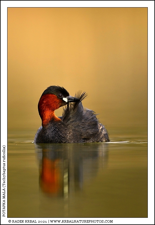 Pot�pka mal� | Little Grebe | Zwergtaucher | Tachybaptus ruficollis
