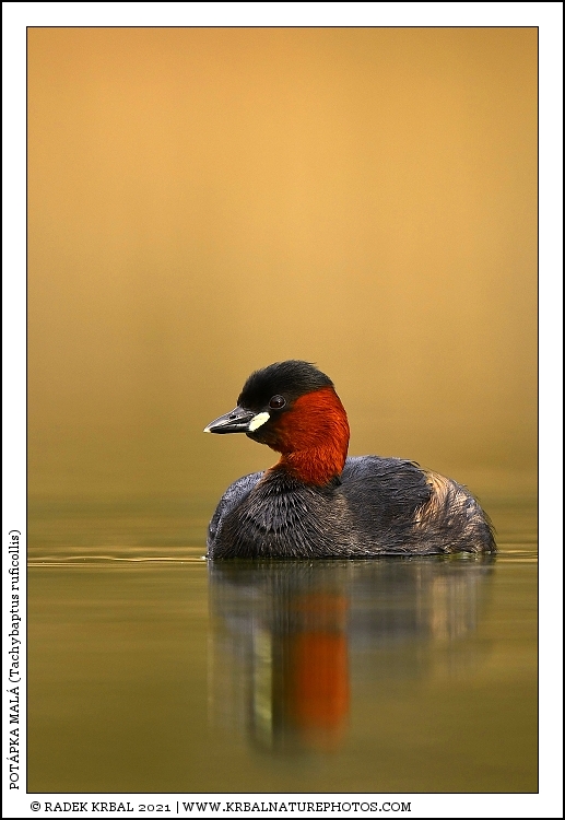Pot�pka mal� | Little Grebe | Zwergtaucher | Tachybaptus ruficollis