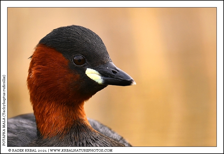 Pot�pka mal� | Little Grebe | Zwergtaucher | Tachybaptus ruficollis