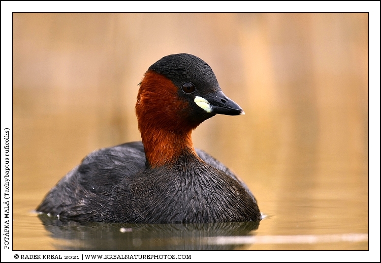 Pot�pka mal� | Little Grebe | Zwergtaucher | Tachybaptus ruficollis