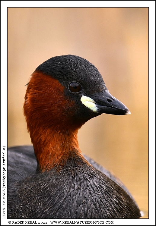 Pot�pka mal� | Little Grebe | Zwergtaucher | Tachybaptus ruficollis