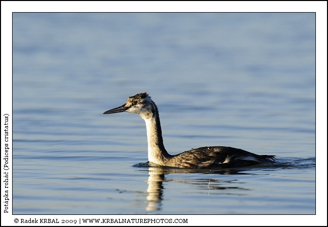 Pot�pka roh�� | Great Crested Grebe | Haubentaucher | Podiceps cristatus