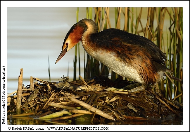 Pot�pka roh�� | Great Crested Grebe | Haubentaucher | Podiceps cristatus