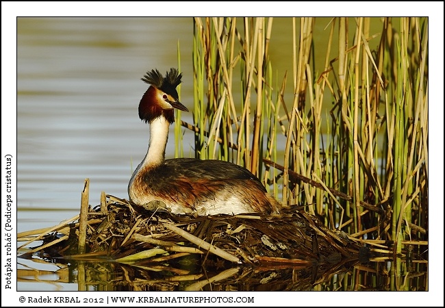 Pot�pka roh�� | Great Crested Grebe | Haubentaucher | Podiceps cristatus