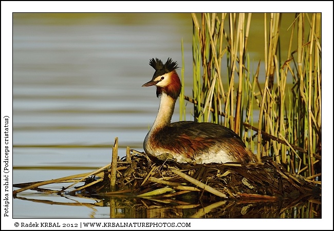 Pot�pka roh�� | Great Crested Grebe | Haubentaucher | Podiceps cristatus