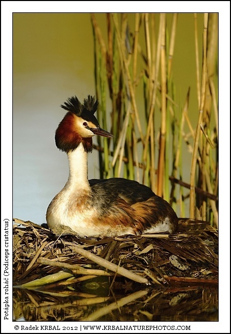 Pot�pka roh�� | Great Crested Grebe | Haubentaucher | Podiceps cristatus
