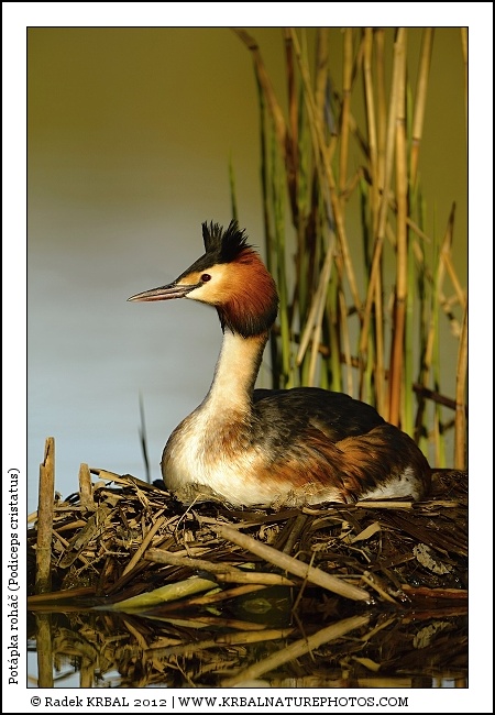 Pot�pka roh�� | Great Crested Grebe | Haubentaucher | Podiceps cristatus