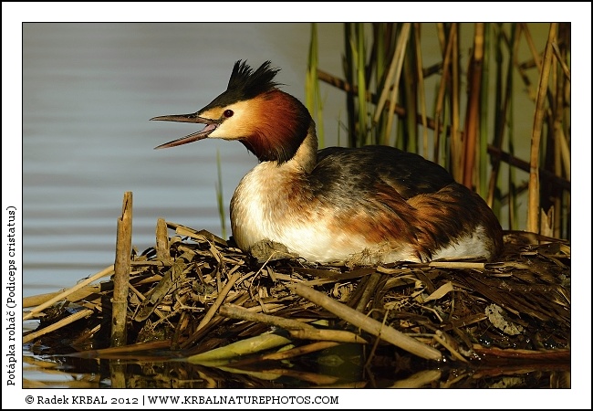 Pot�pka roh�� | Great Crested Grebe | Haubentaucher | Podiceps cristatus