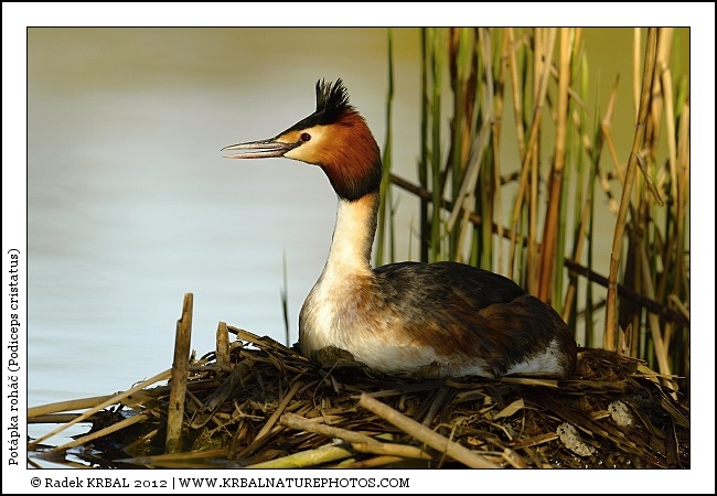 Pot�pka roh�� | Great Crested Grebe | Haubentaucher | Podiceps cristatus