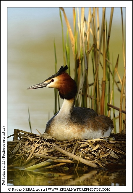 Pot�pka roh�� | Great Crested Grebe | Haubentaucher | Podiceps cristatus